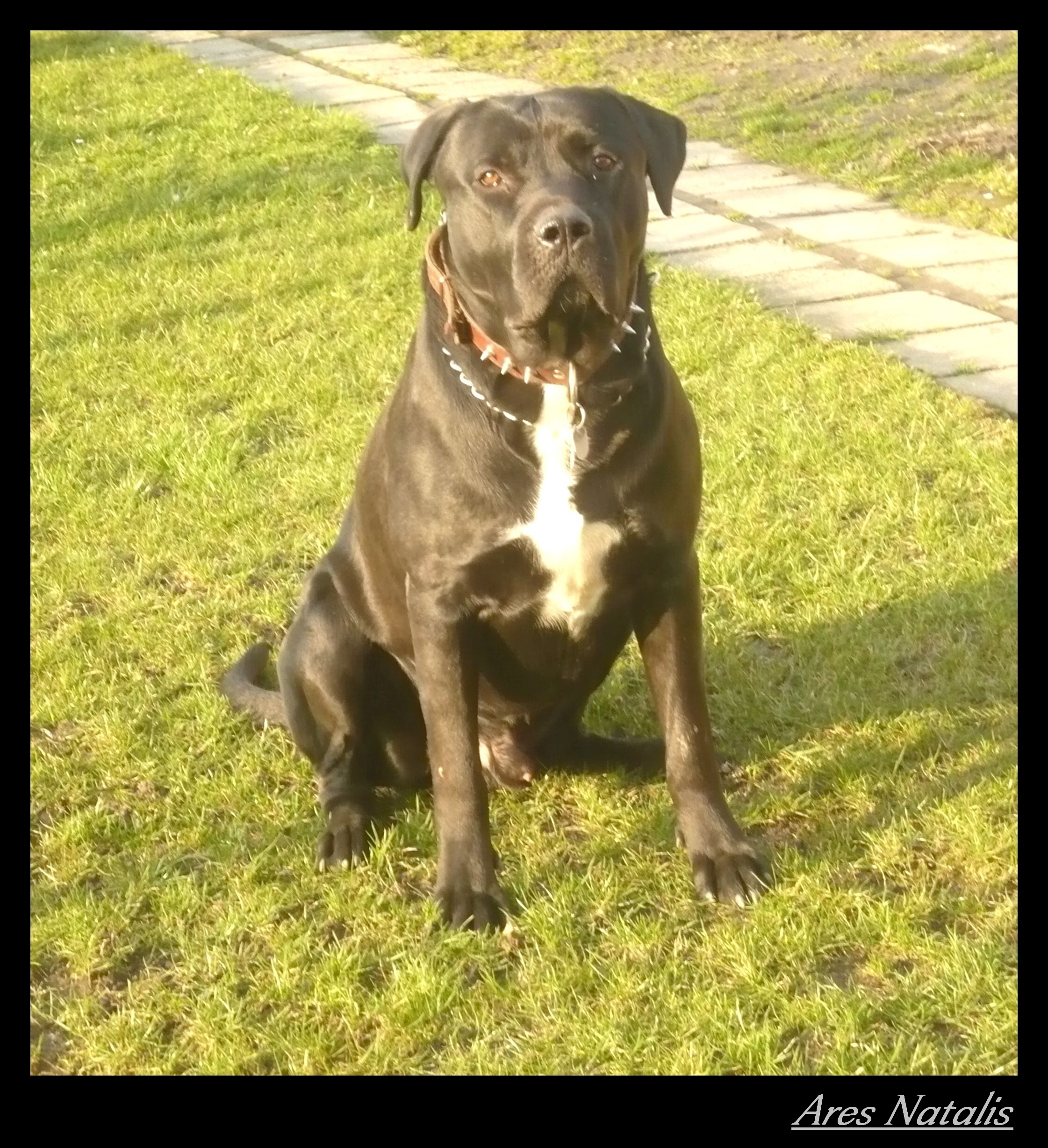 Ares Natalis Bandog